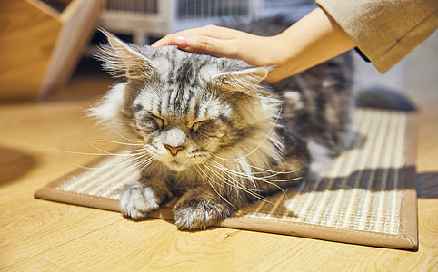 愚人节表情包可爱缅因猫背景