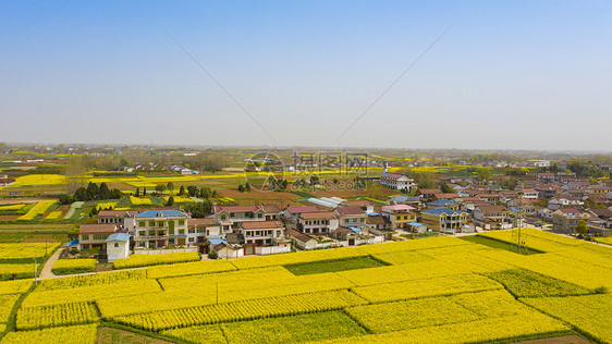 陕西汉中油菜花春季风光图片