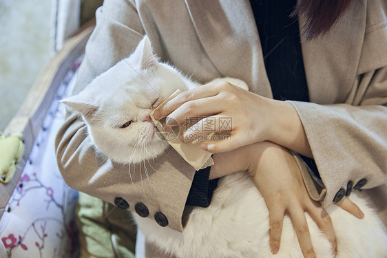 年轻美女给加菲猫清洁眼部图片