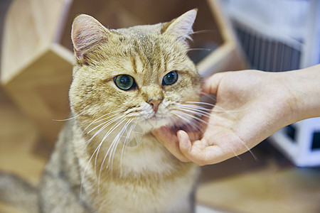 学习表情包英短金渐层宠物猫背景