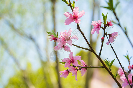 粉色桃花图片