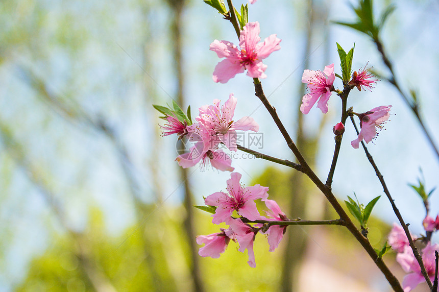 粉色桃花图片