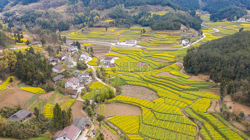 陕西勉县漩水坪梯田油菜花图片