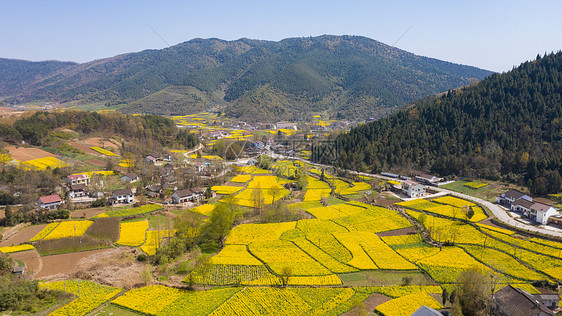 陕西勉县陈村油菜花风光图片