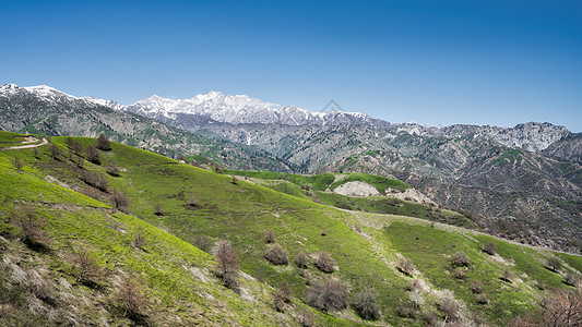 新疆伊犁大溪沟雪山草甸春季踏春背景图片