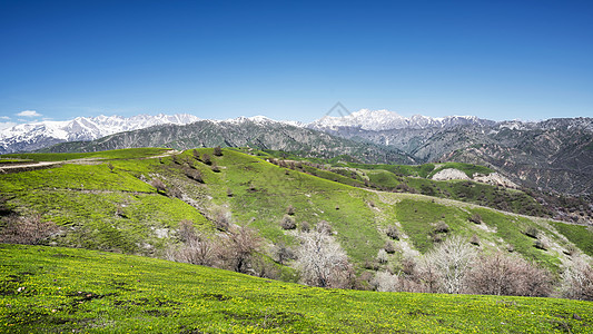 新疆伊犁大溪沟雪山草甸春季踏春背景图片