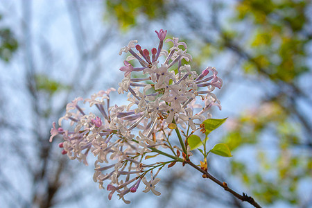 丁香花图片