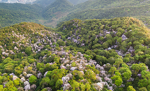 高山杜鹃深圳梧桐山的毛绵杜鹃花背景