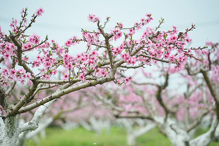 果园桃树林粉色桃花树林高清图片