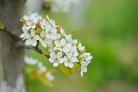 果园里的梨树开花背景图片