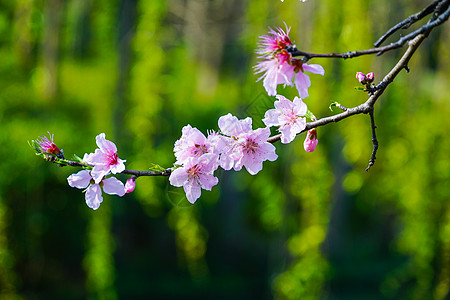 桃花酿公园桃树桃花背景