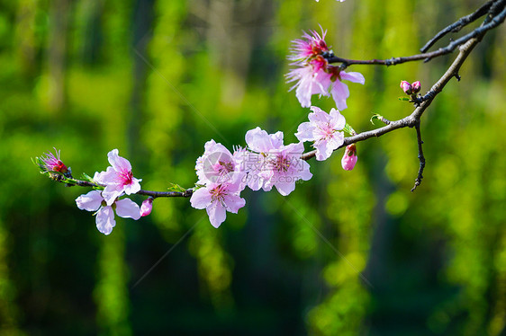 公园桃树桃花图片