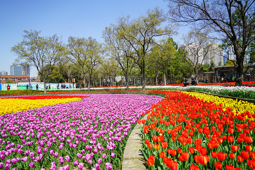 上海静安公园郁金香花海图片