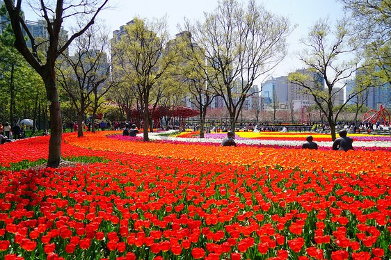 上海静安公园郁金香花海图片