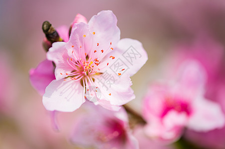 桃花特写图片