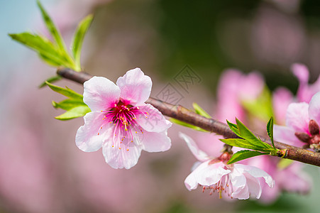 桃花特写图片