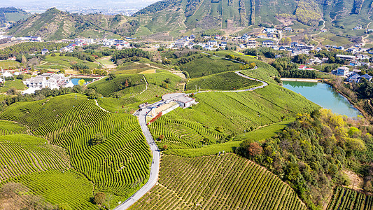 中国小镇安吉县溪龙乡白茶茶山背景