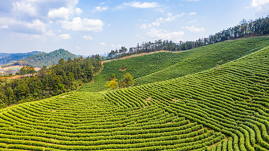 CT线安吉县塘皈线白茶茶山背景