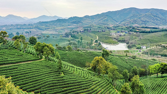 安吉县塘皈线白茶茶山图片