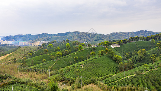 安吉县塘皈线白茶茶山图片