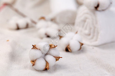 新疆棉花农业羽绒棉高清图片