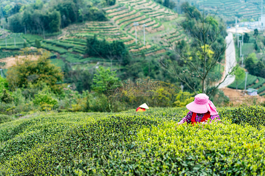 福鼎白茶茶山上采茶的茶农图片