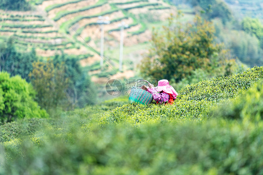 福鼎白茶茶山上采茶的茶农图片