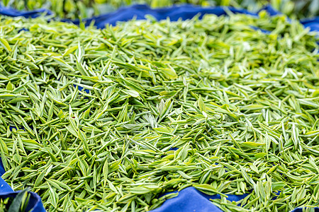 刚采摘的茶叶芽头背景图片