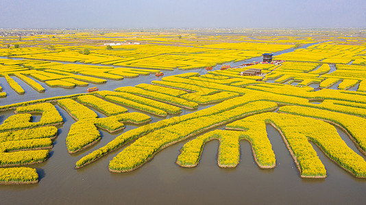 春季自然风光油菜花江苏兴化千垛景区图片