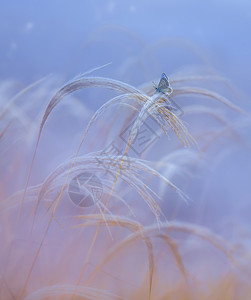 梦幻蝴蝶蝶恋花背景