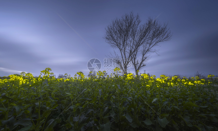 油菜花春景图片