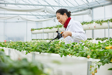 草莓种植基地手拿水壶浇水的农业科研专家背景