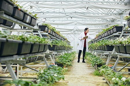 草莓种植基地记录草莓生长的农业科研人员背景