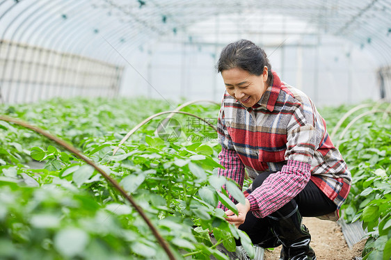 农民蔬菜大棚采摘蔬菜图片