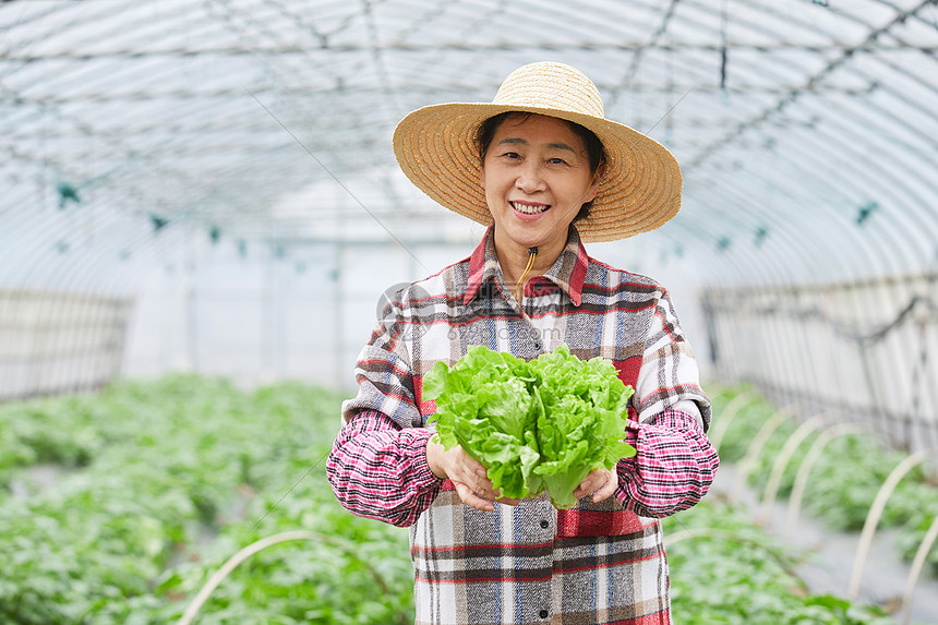 蔬菜大棚手捧生菜的农民大婶图片