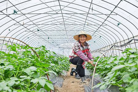 农民蔬菜大棚劳作形象背景图片