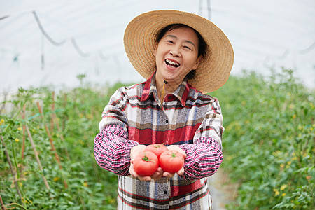 蔬菜大棚手捧番茄的农民大婶高清图片