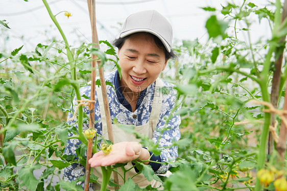 农民蔬菜大棚采摘蔬菜图片