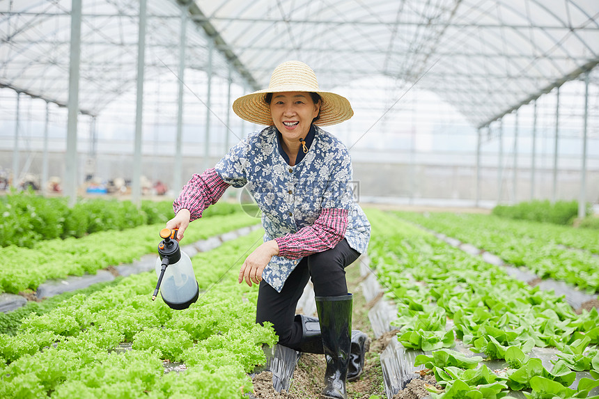 农民在生菜大棚浇水图片