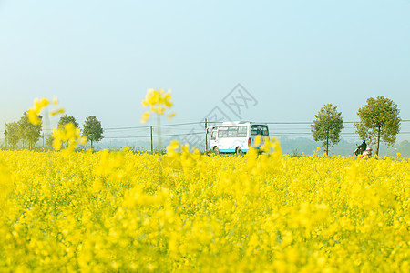 油菜花田乡村公汽车图片