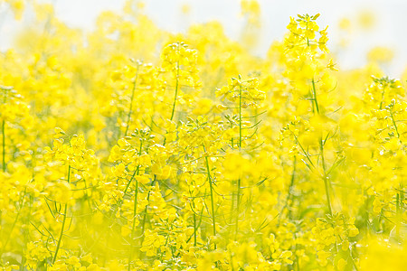 荒野求生海报油菜花花田背景