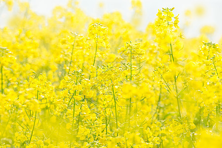 油菜花花田图片