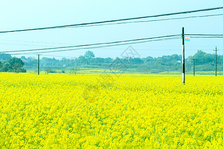 乡村油菜花田图片