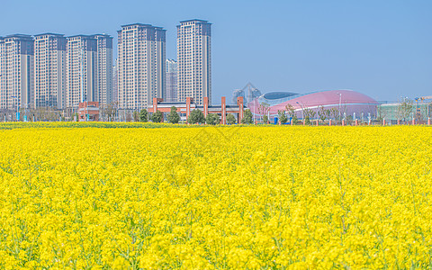 油菜花图片