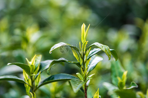 安吉白茶茶芽图片