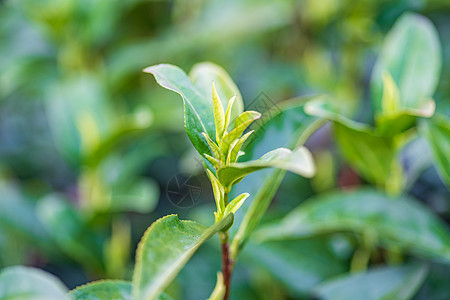 谷雨采茶安吉白茶茶芽背景