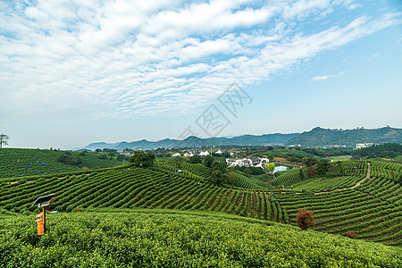 江南背景安吉茶园背景