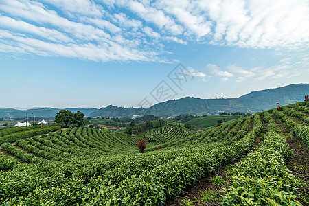 安吉茶园安吉茶山高清图片