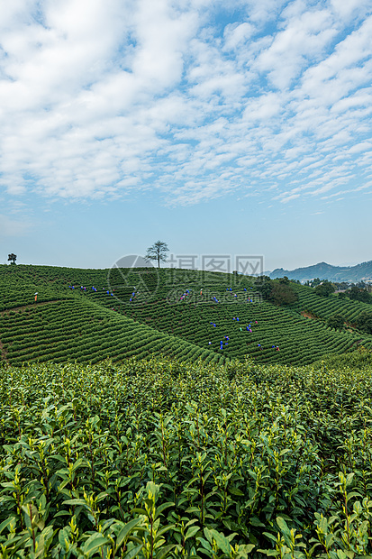 安吉茶园图片