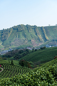 安吉茶园背景图片